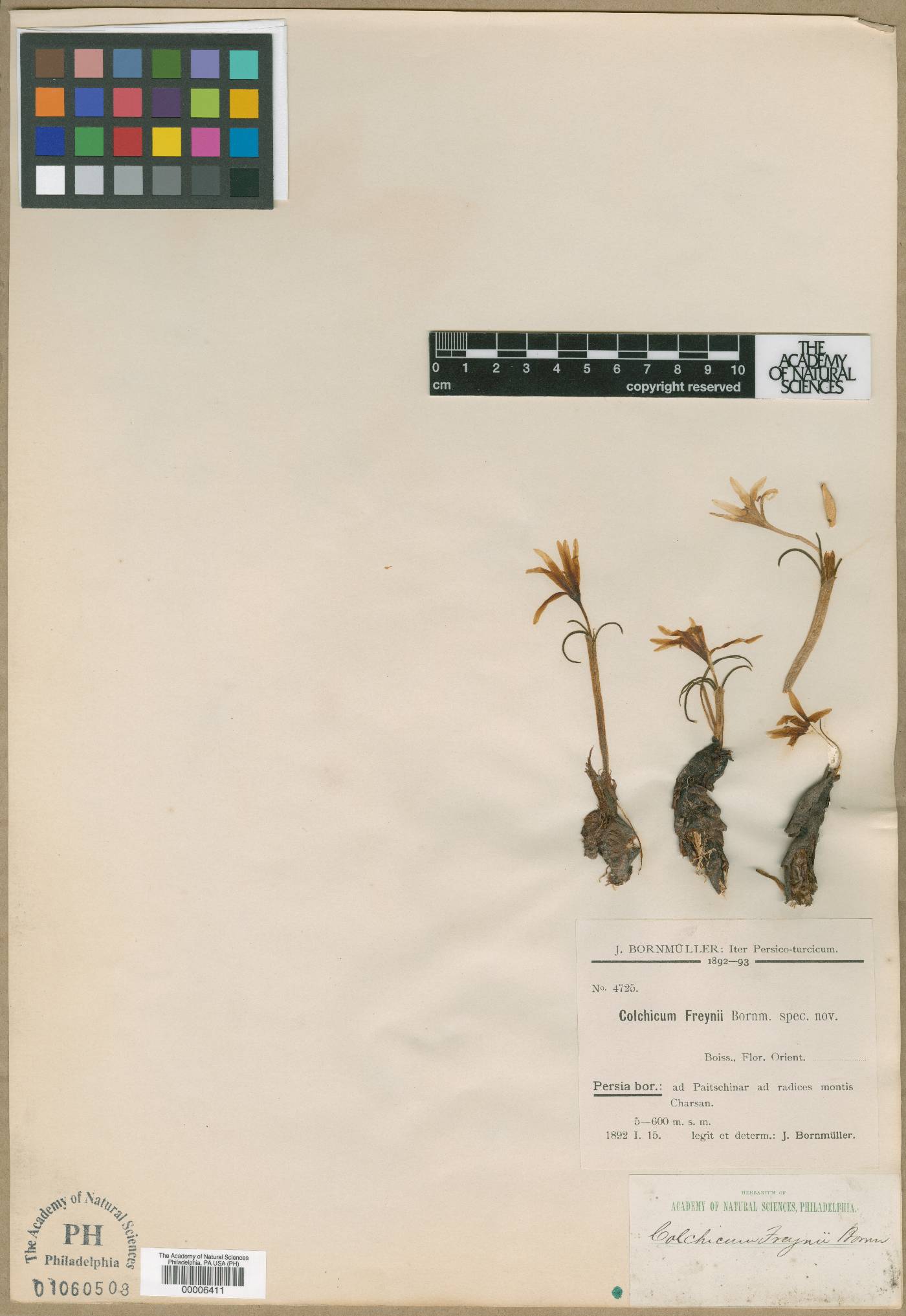 Colchicum freynii image