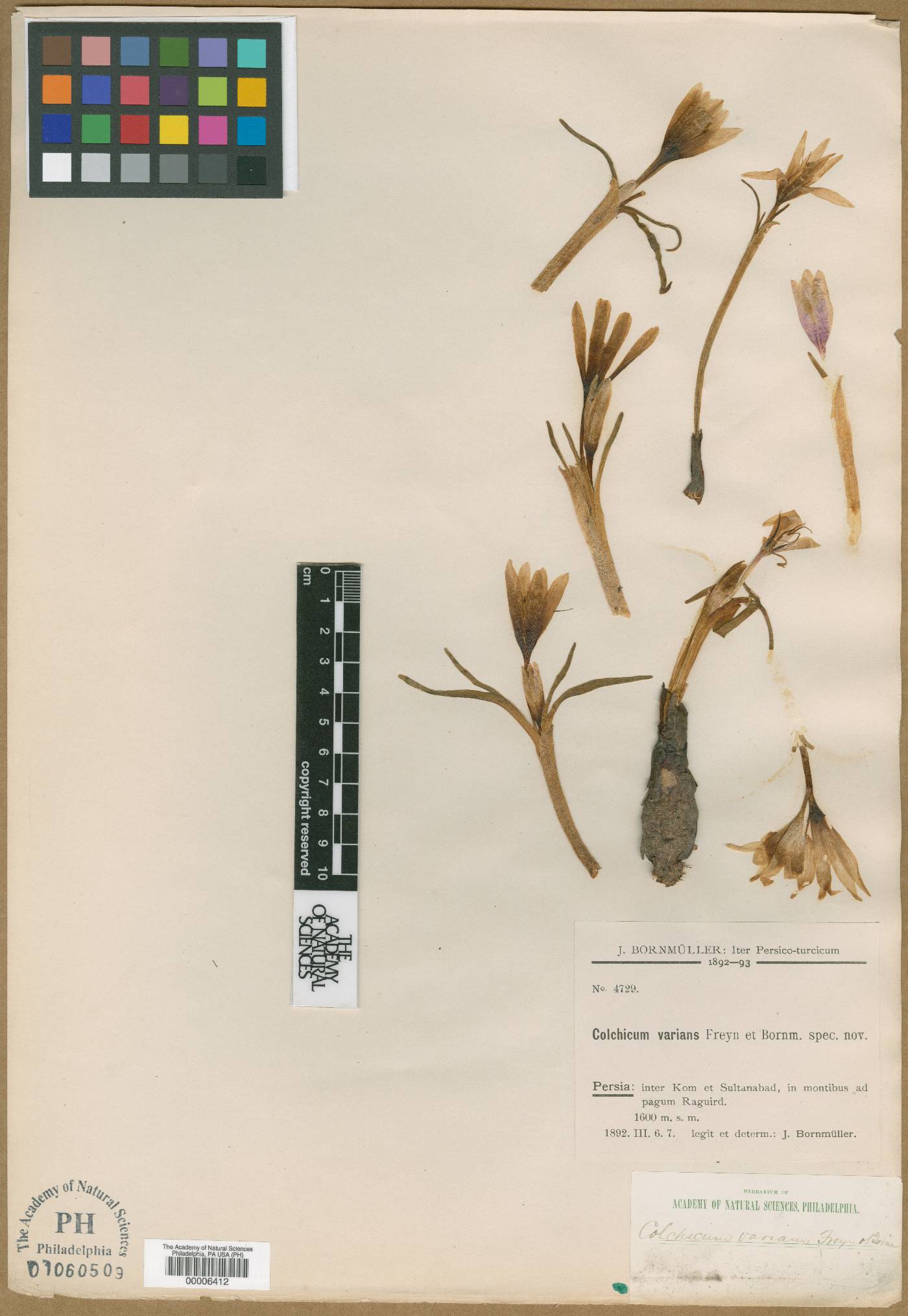 Colchicum varians image