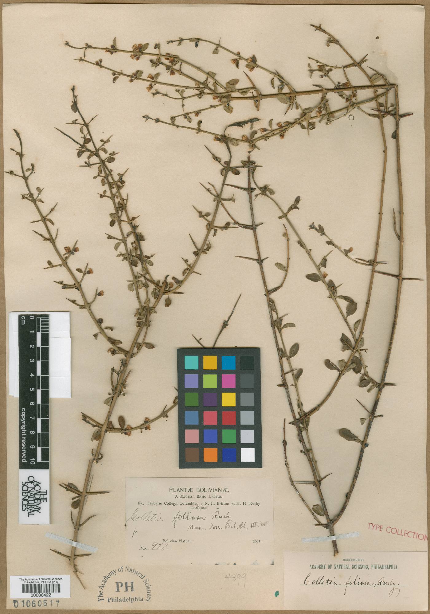 Kentrothamnus weddellianus image
