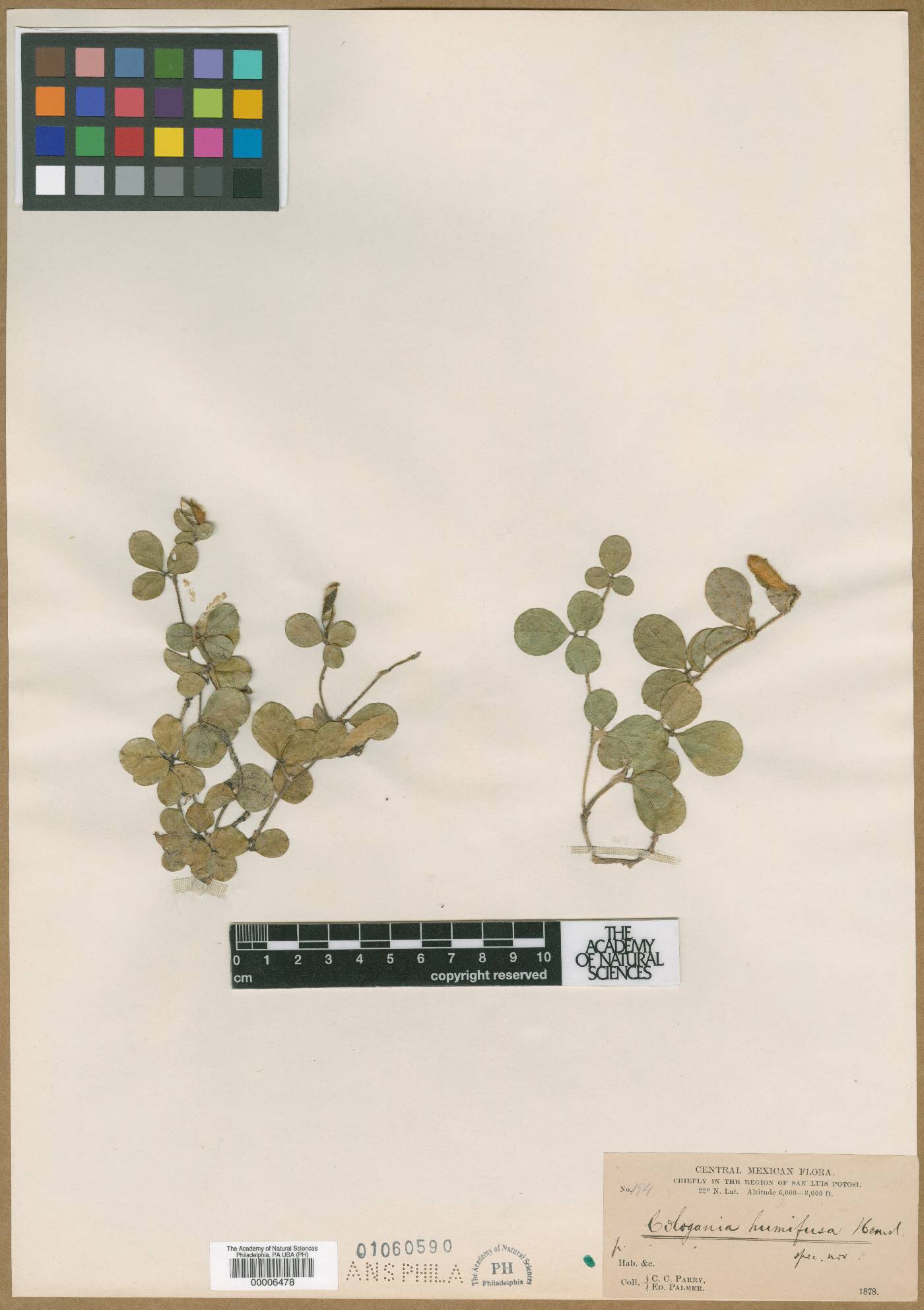 Cologania humifusa image