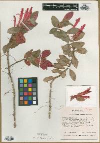 Columnea aurantia image
