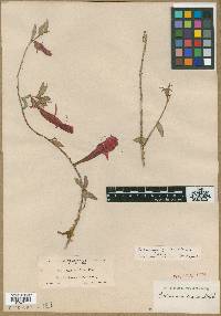 Columnea glabra image