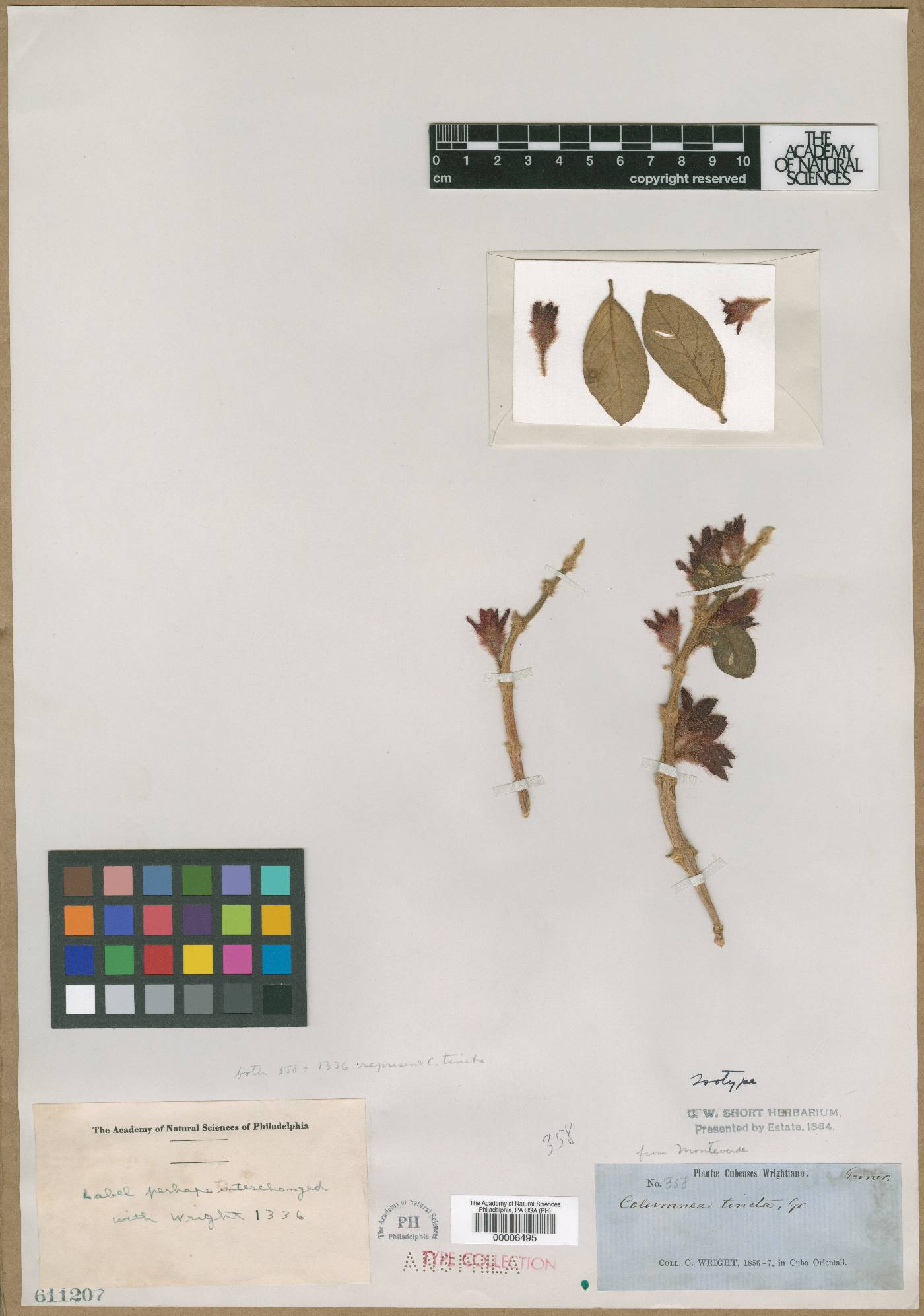 Columnea tincta image