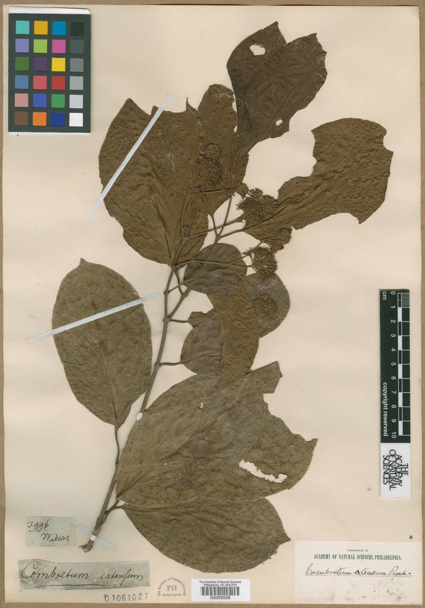 Combretum latifolium image