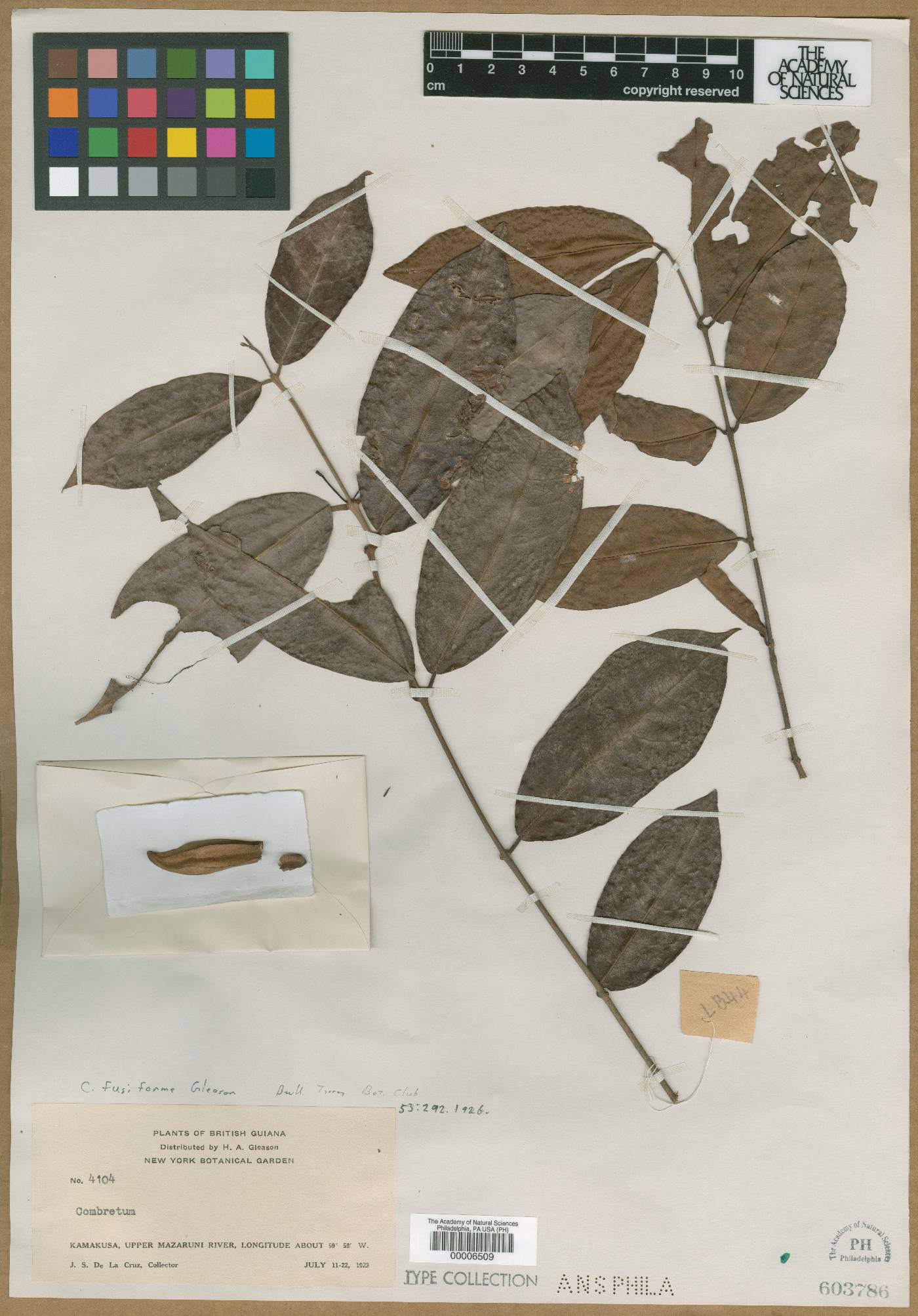 Combretum glabrum image