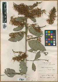 Combretum fruticosum image