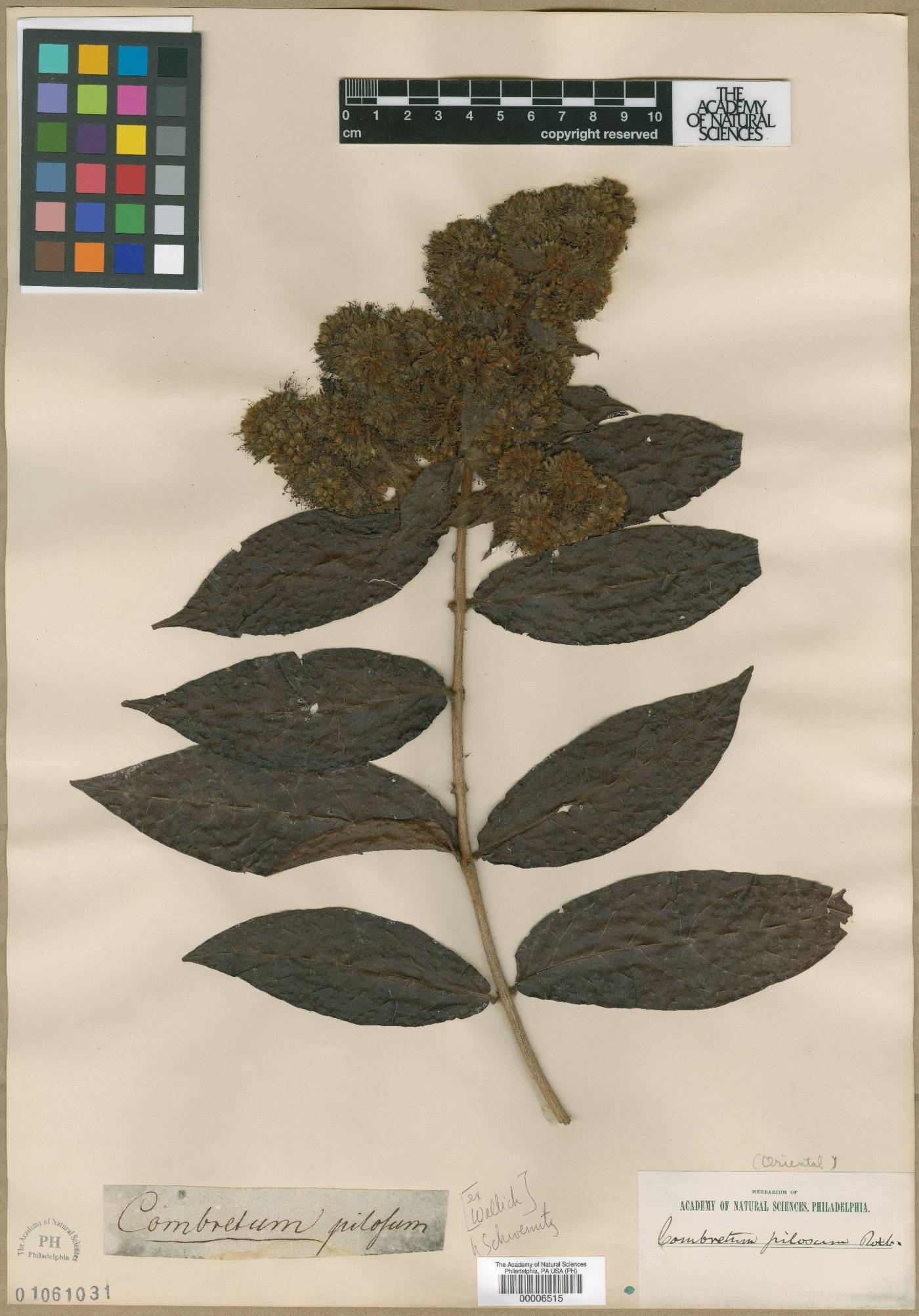 Combretum pilosum image