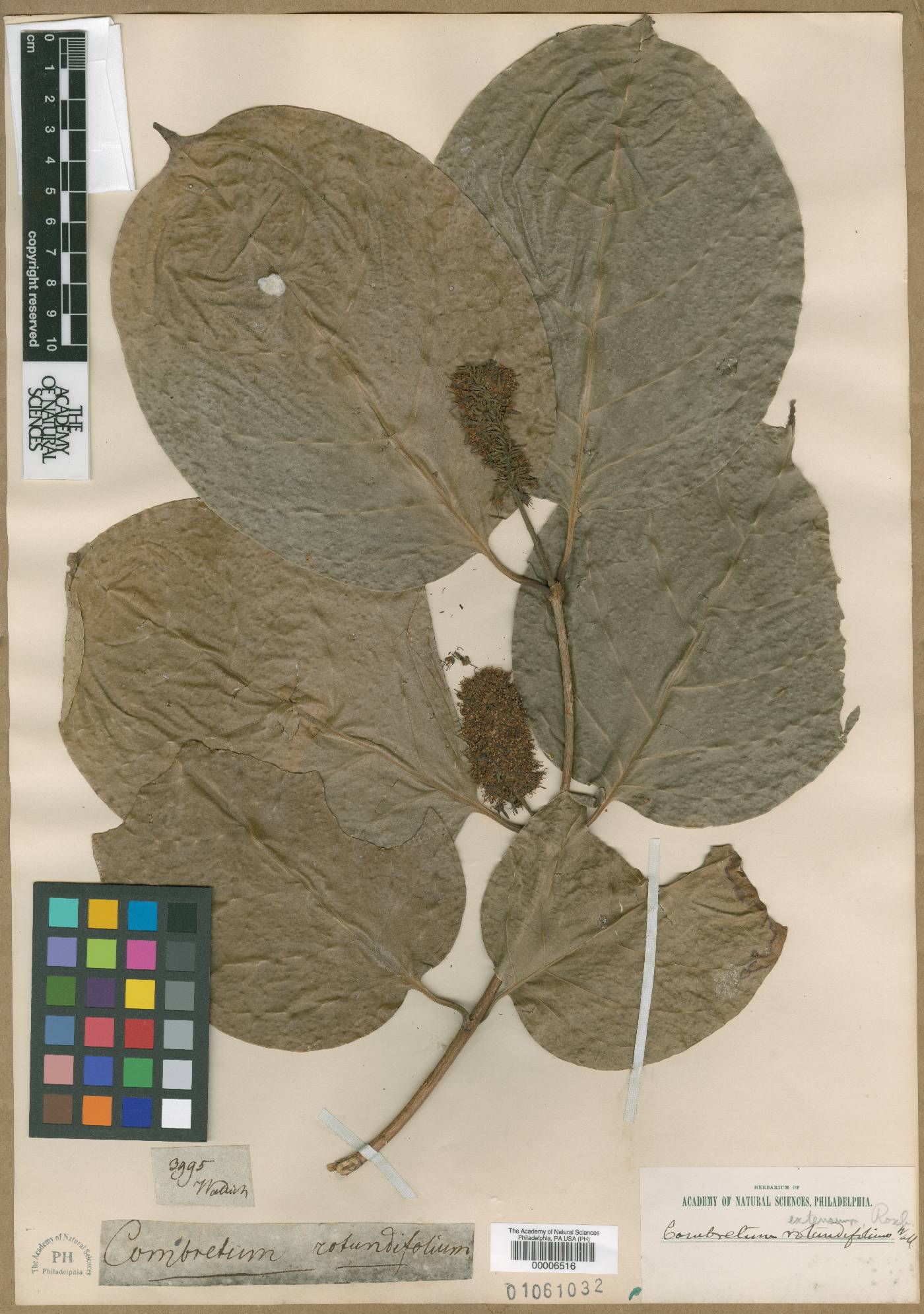 Combretum rotundifolium image