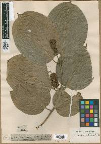 Combretum rotundifolium image