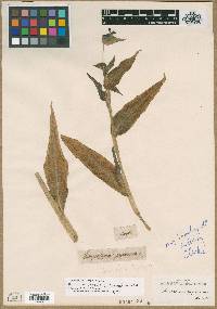Image of Commelina japonica