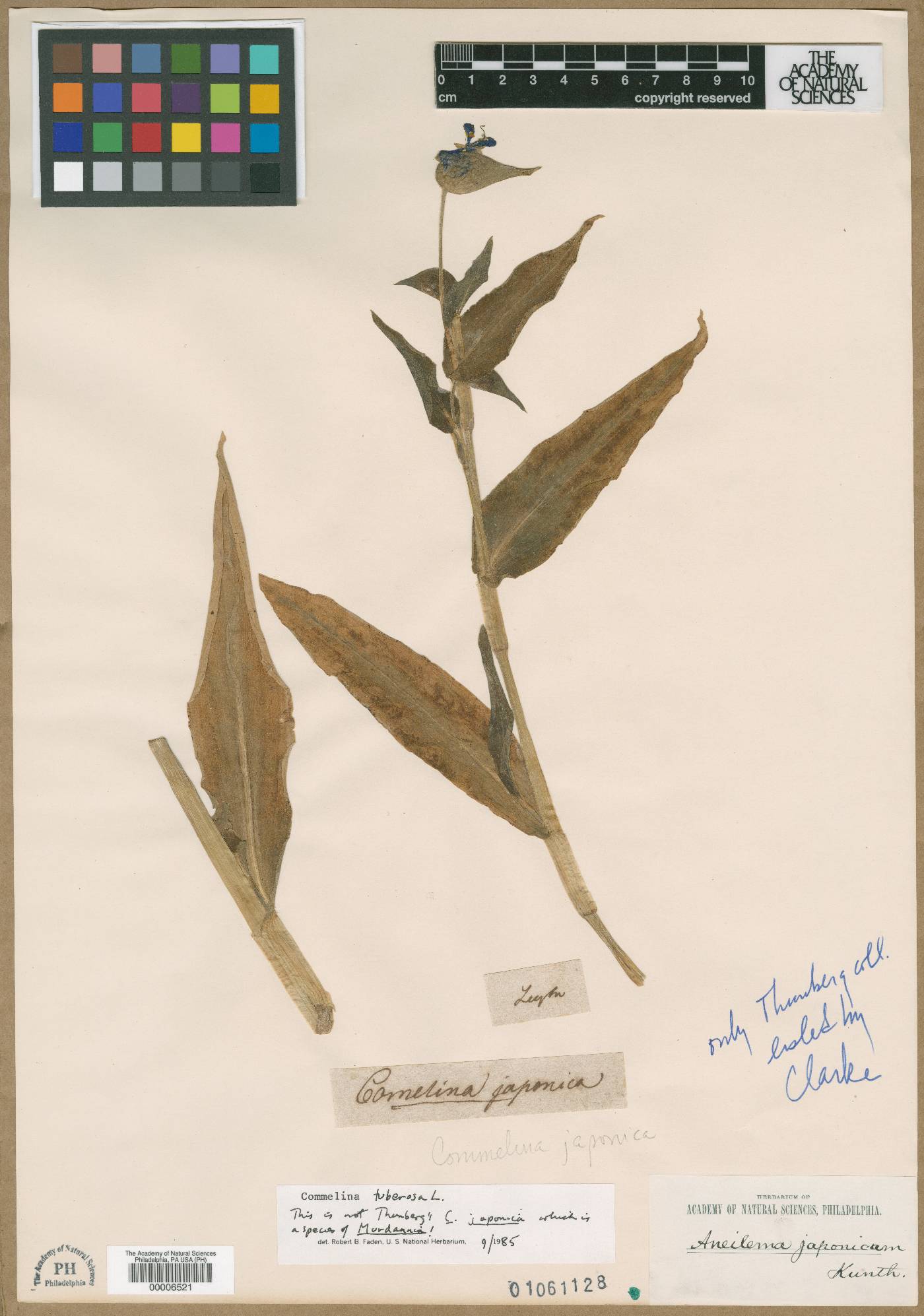 Commelina japonica image
