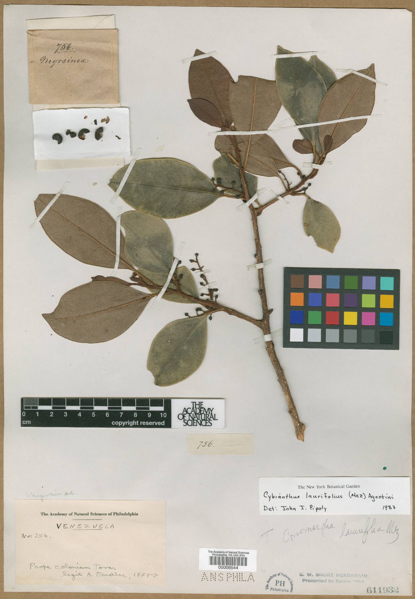 Cybianthus laurifolius image