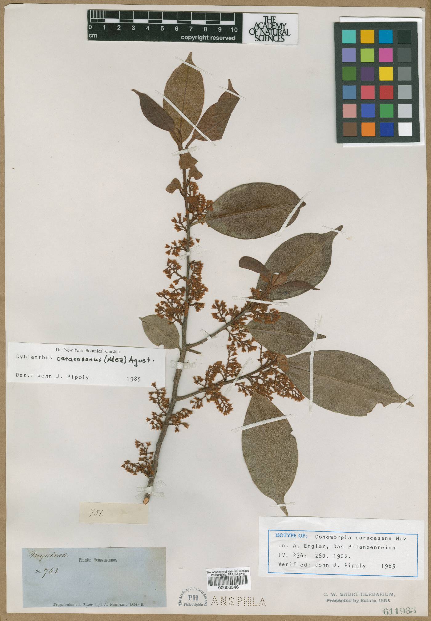 Cybianthus laurifolius image