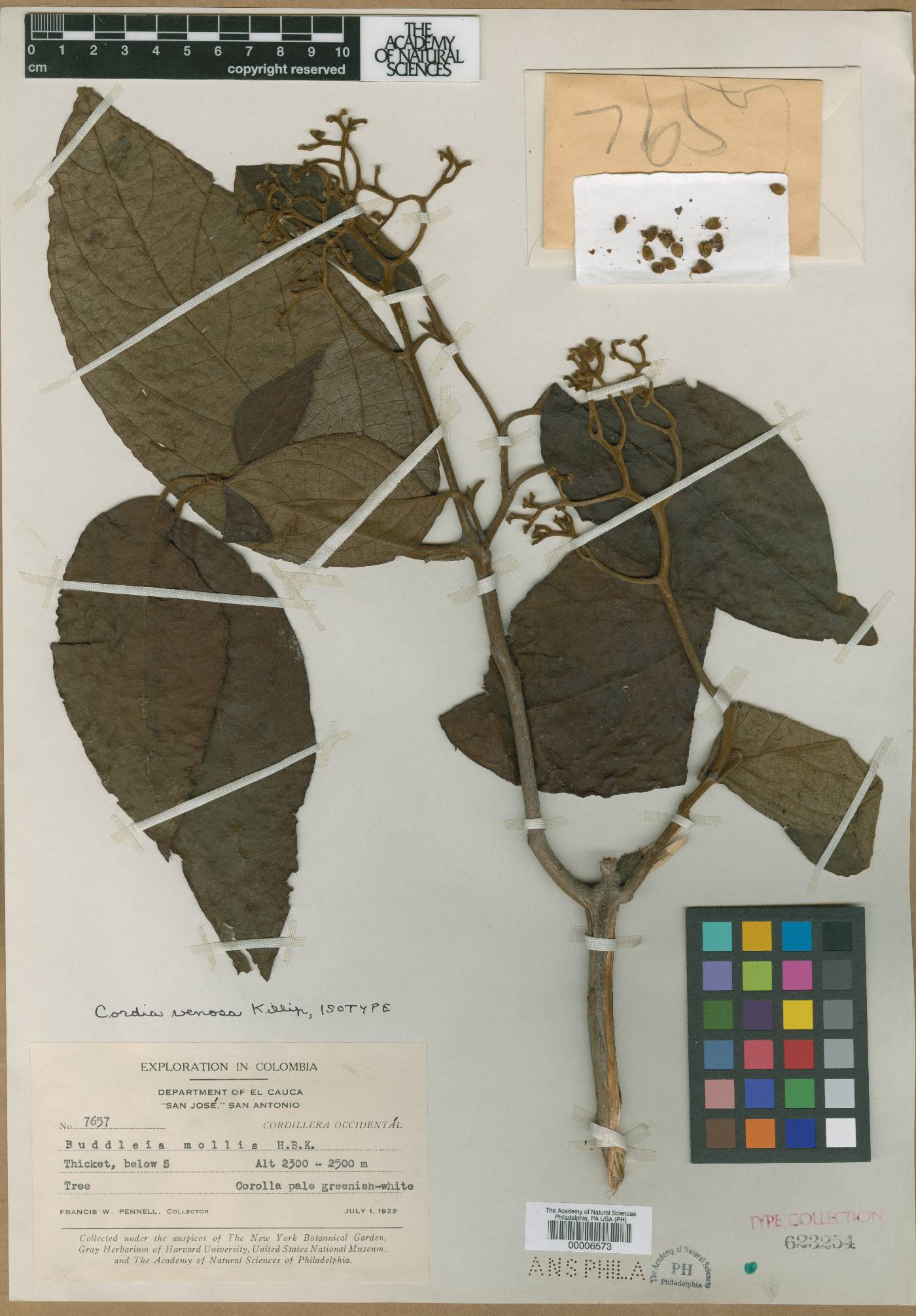 Buddleja bullata image