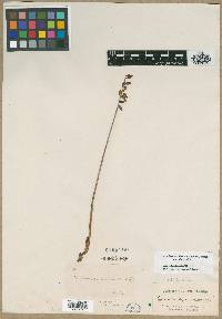 Corallorhiza micrantha image
