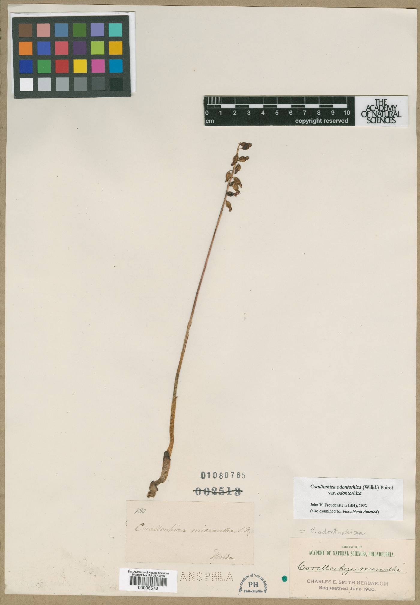 Corallorhiza micrantha image