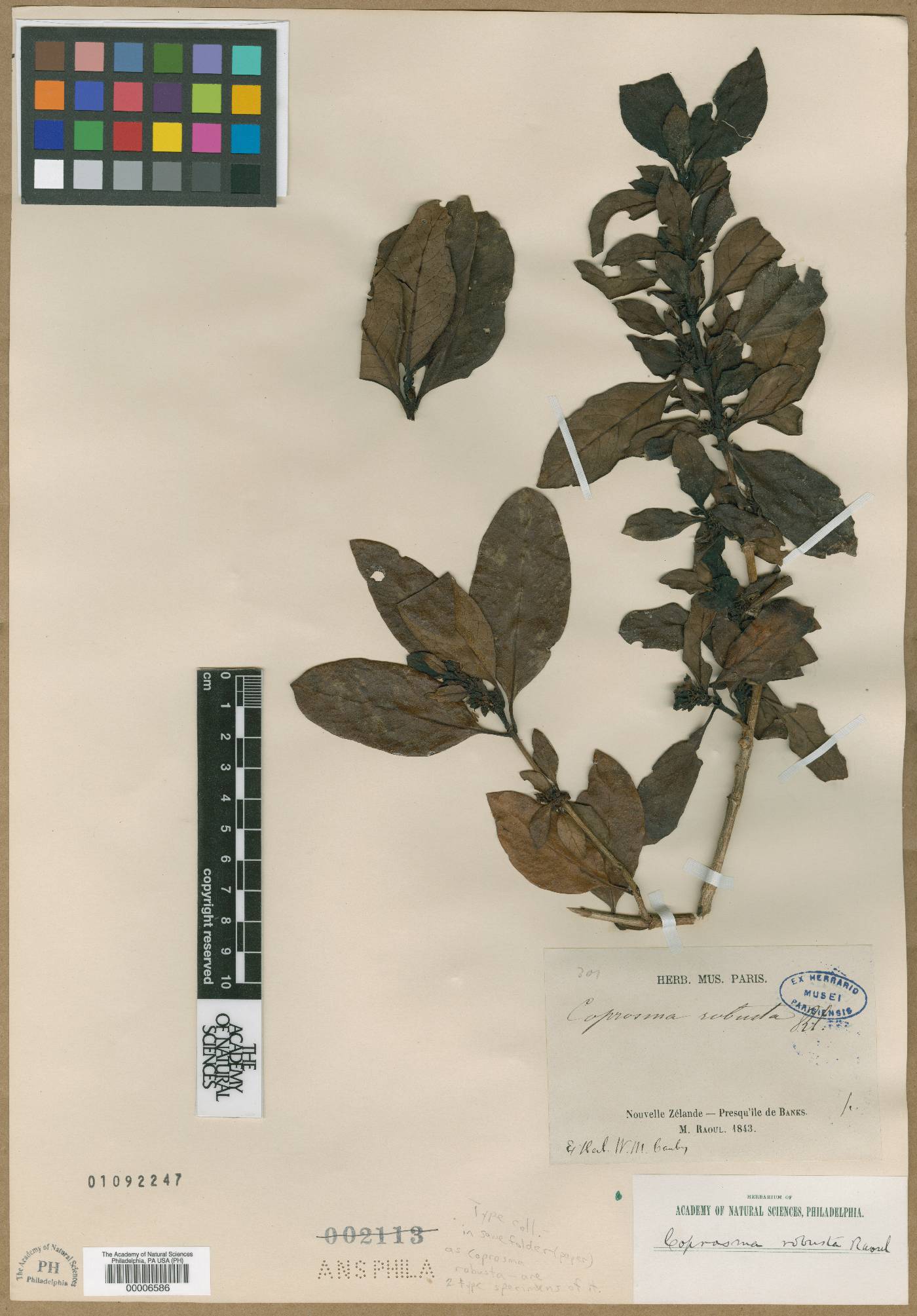 Coprosma robusta image