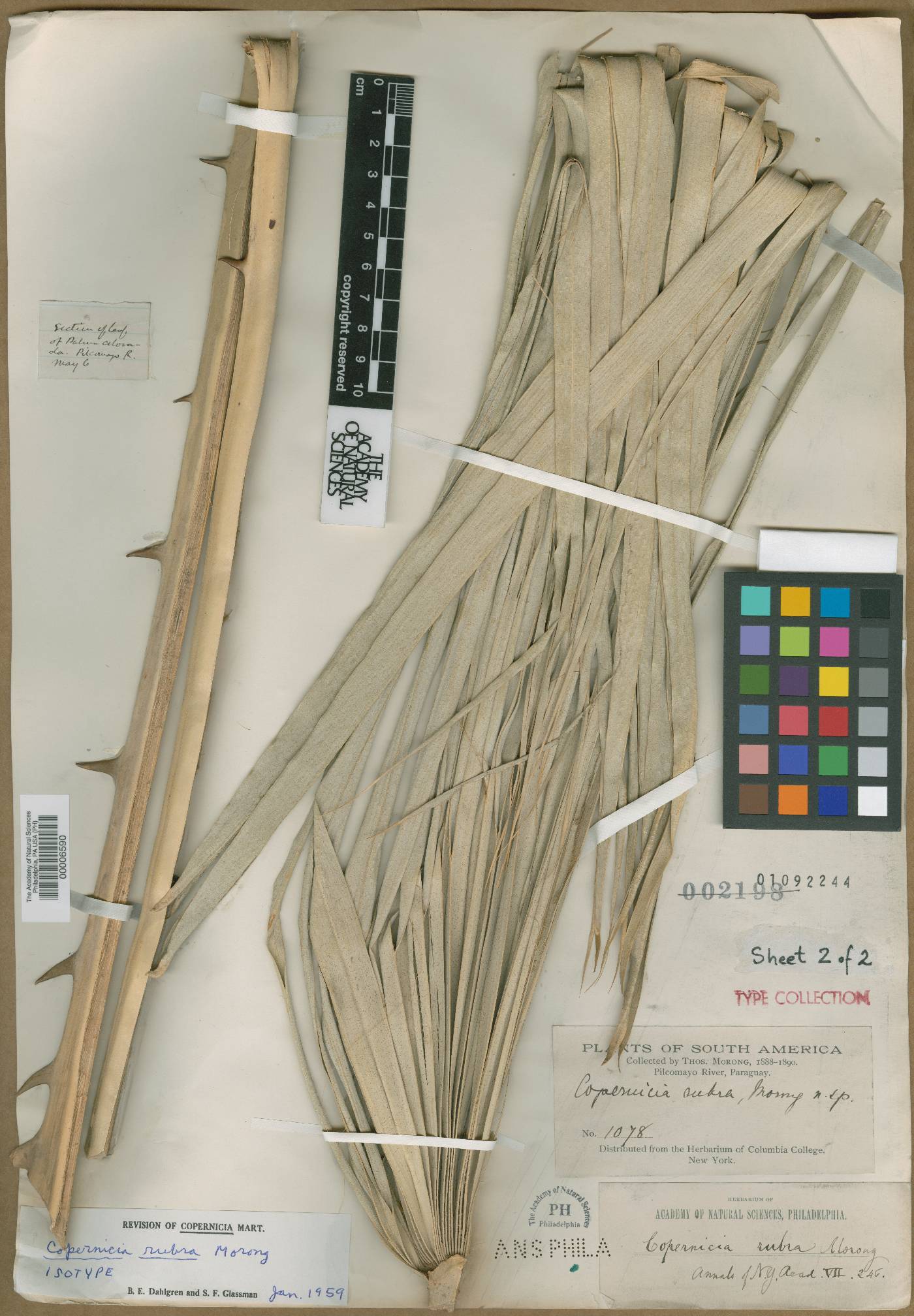 Copernicia alba image