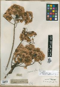 Image of Gymnanthemum extensum