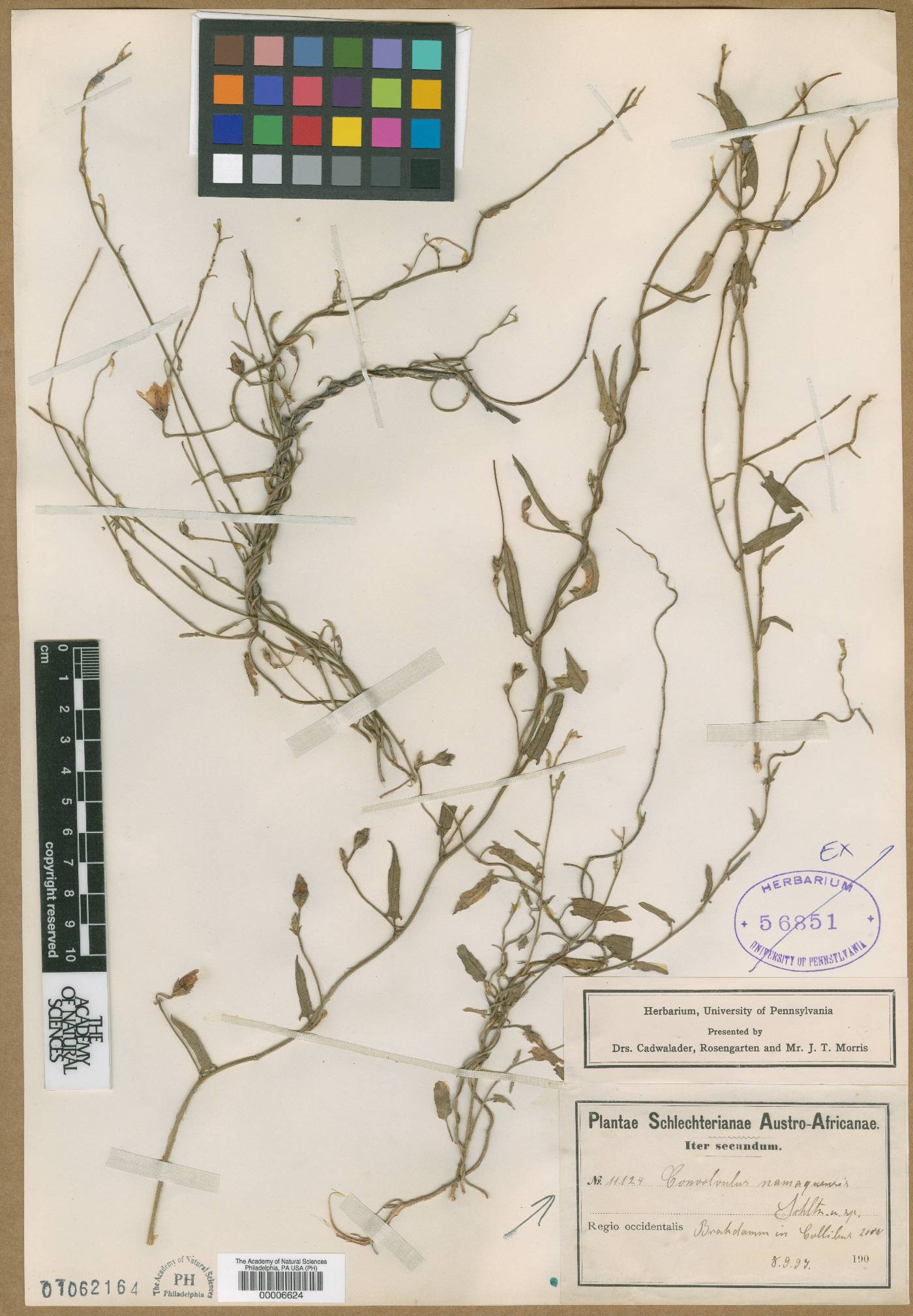 Convolvulus namaquensis image