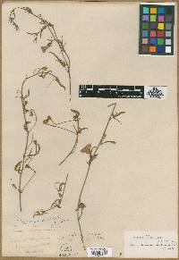 Convolvulus hermanniae image