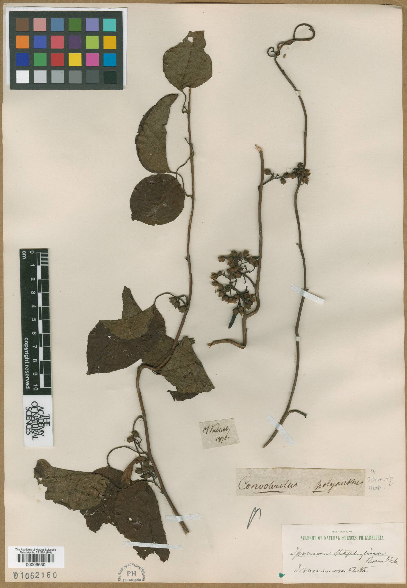 Convolvulus polyanthus image
