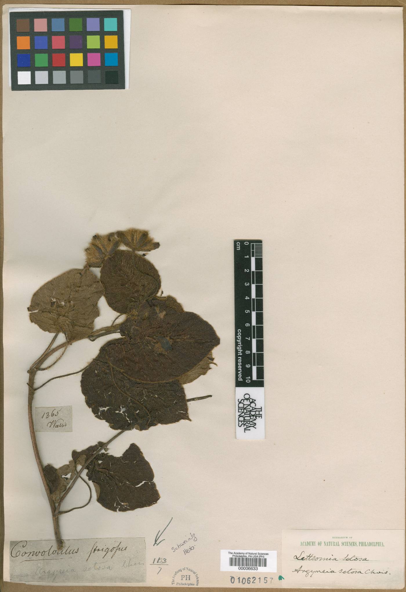 Ipomoea baccata image