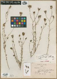 Cordylanthus bernardinus image