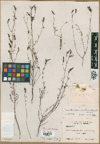 Cordylanthus capillaris image