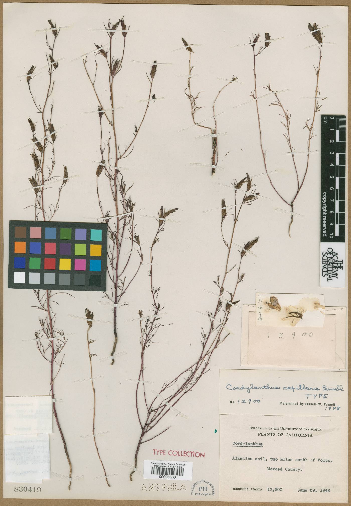 Cordylanthus capillaris image