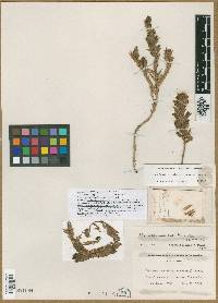 Image of Cordylanthus carnulosus