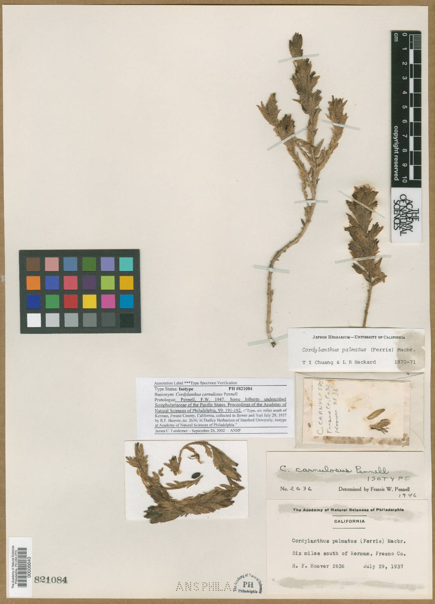 Cordylanthus carnulosus image