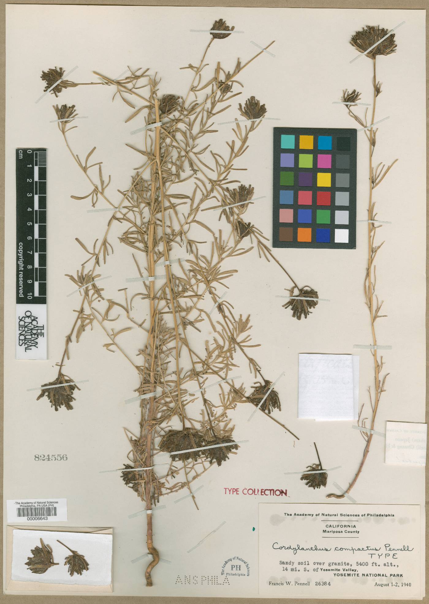 Cordylanthus compactus image