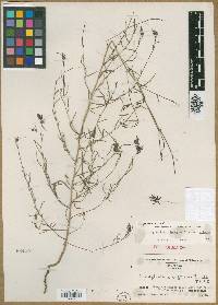 Cordylanthus diffusus image