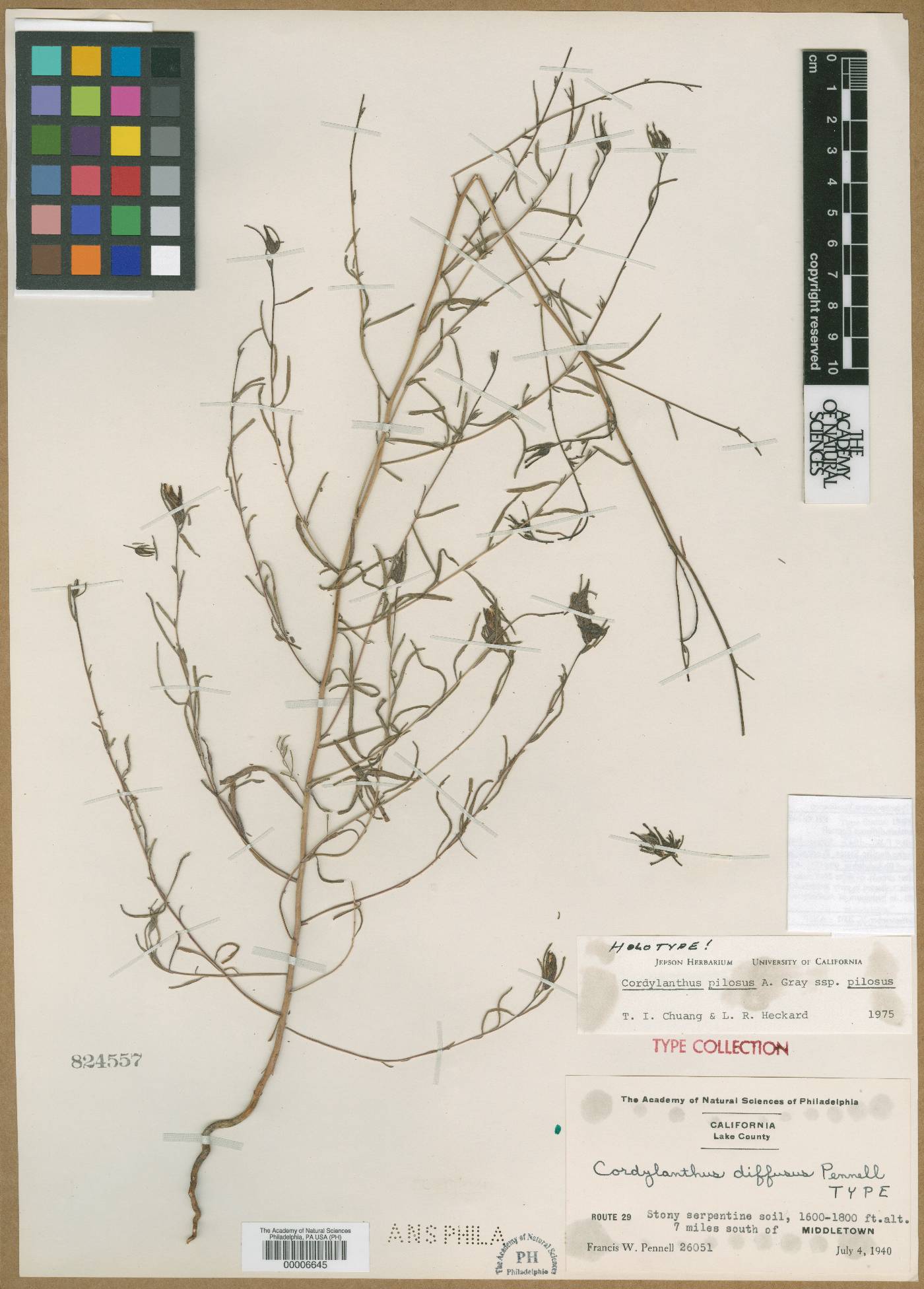 Cordylanthus diffusus image