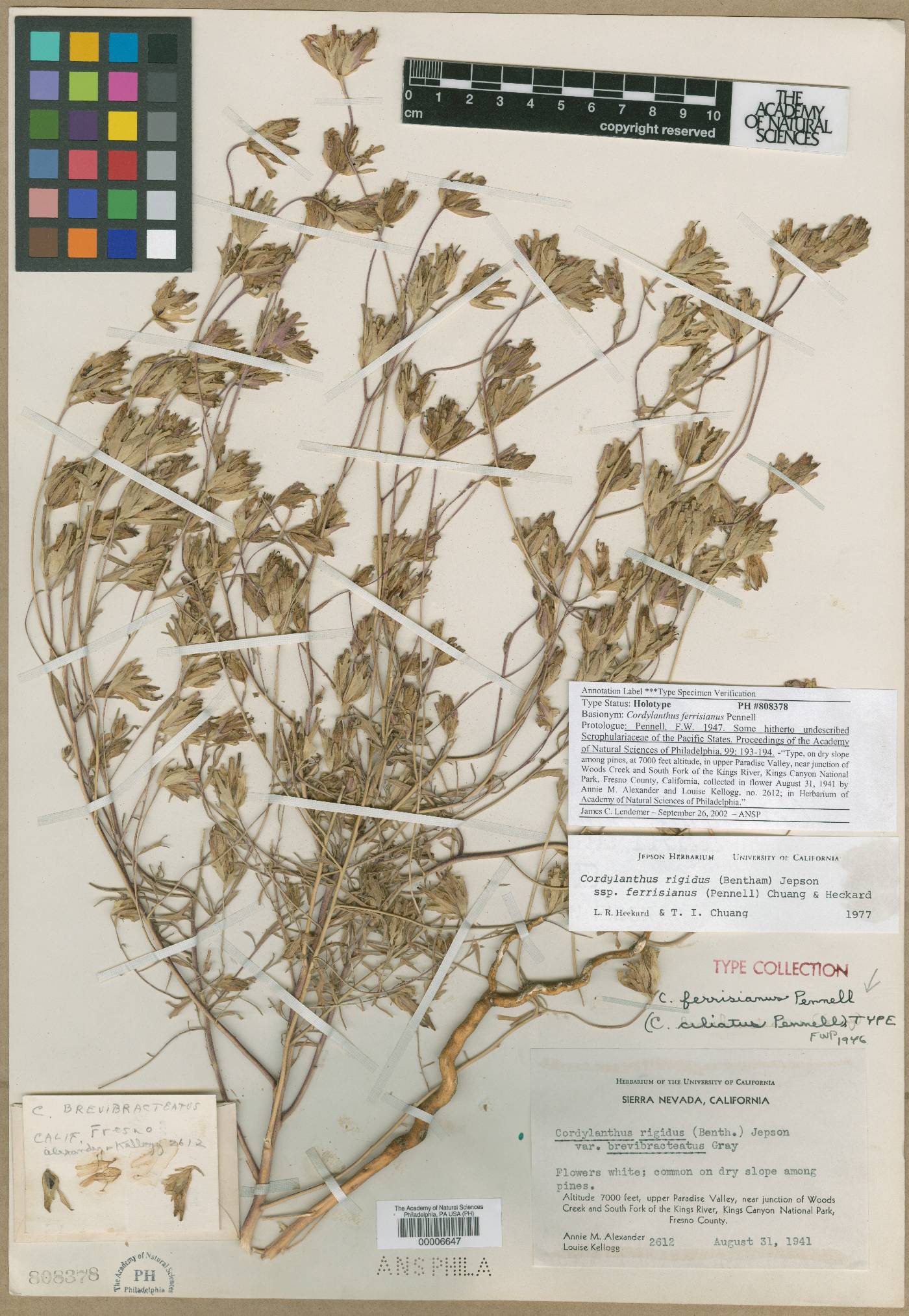 Cordylanthus ferrisianus image