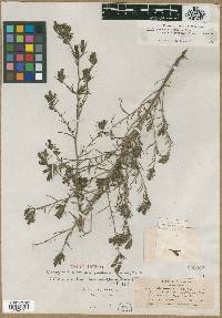Cordylanthus hansenii image