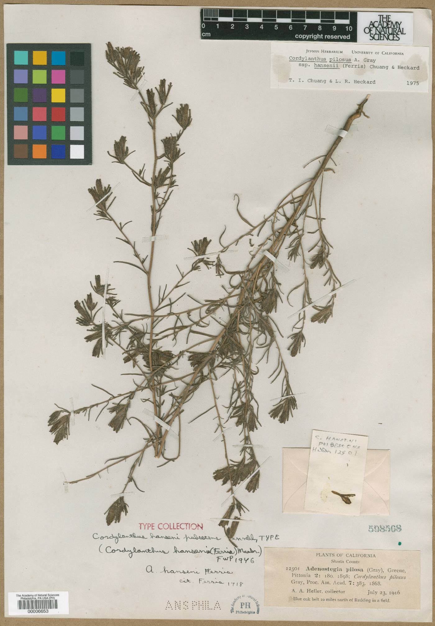 Cordylanthus hansenii image
