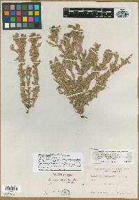 Cordylanthus hispidus image