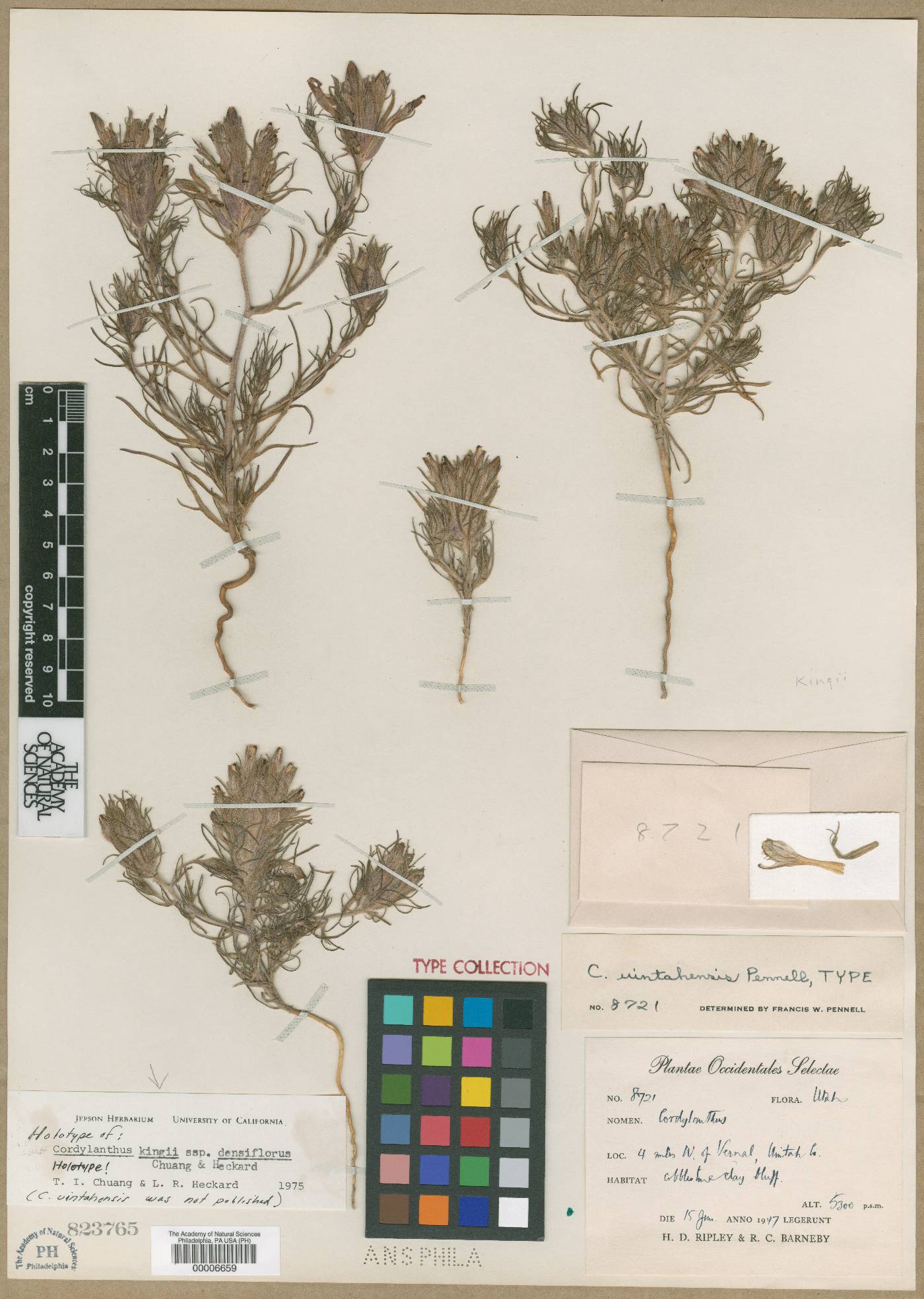 Cordylanthus kingii subsp. densiflorus image