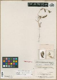 Cordylanthus nidularius image