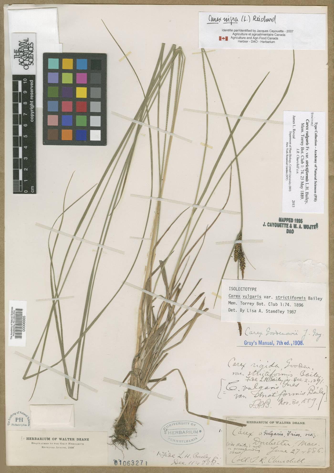 Carex nigra subsp. nigra image