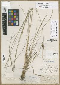 Carex nigra subsp. nigra image