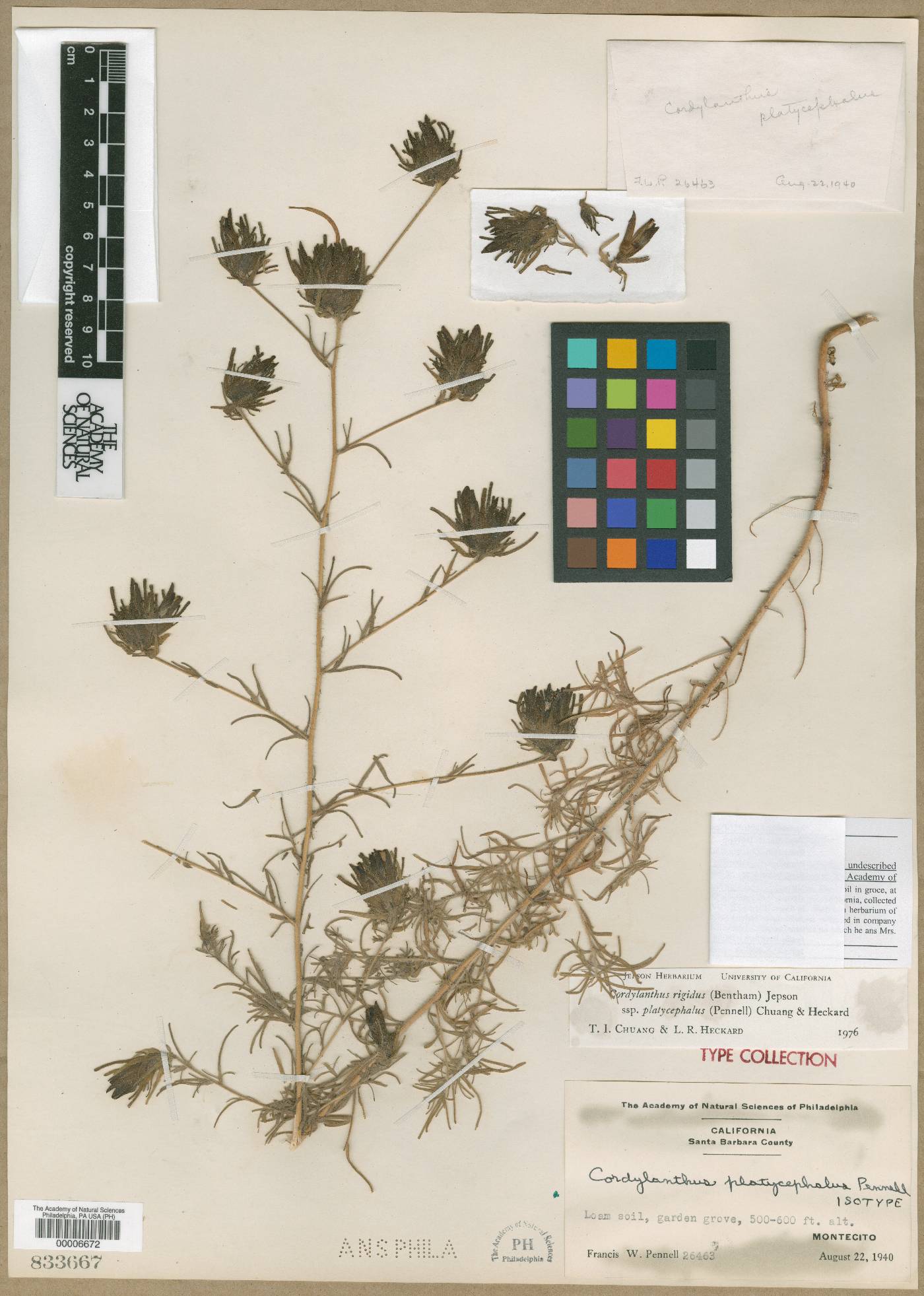 Cordylanthus platycephalus image