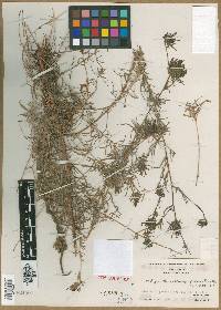 Cordylanthus platycephalus image