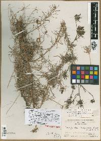 Cordylanthus platycephalus image