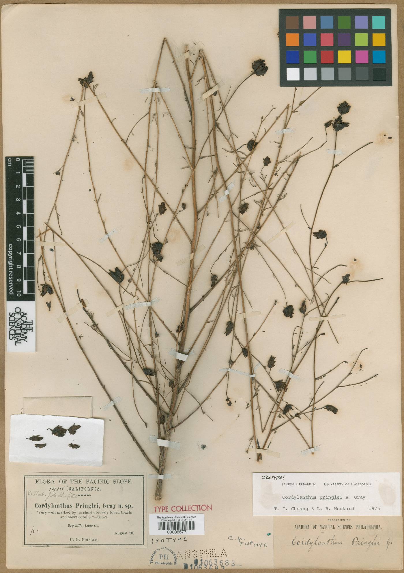 Cordylanthus pringlei image