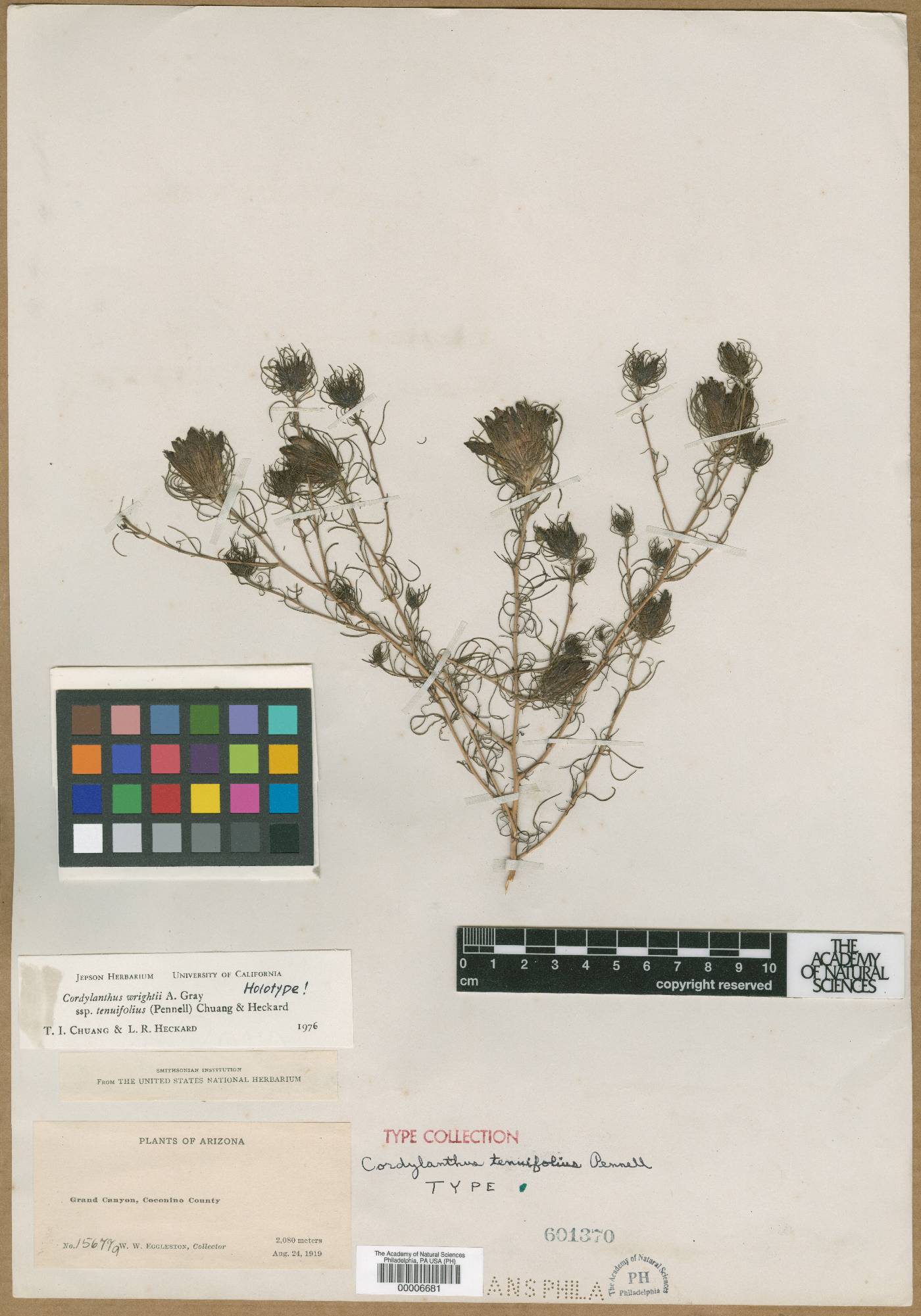 Cordylanthus wrightii subsp. tenuifolius image