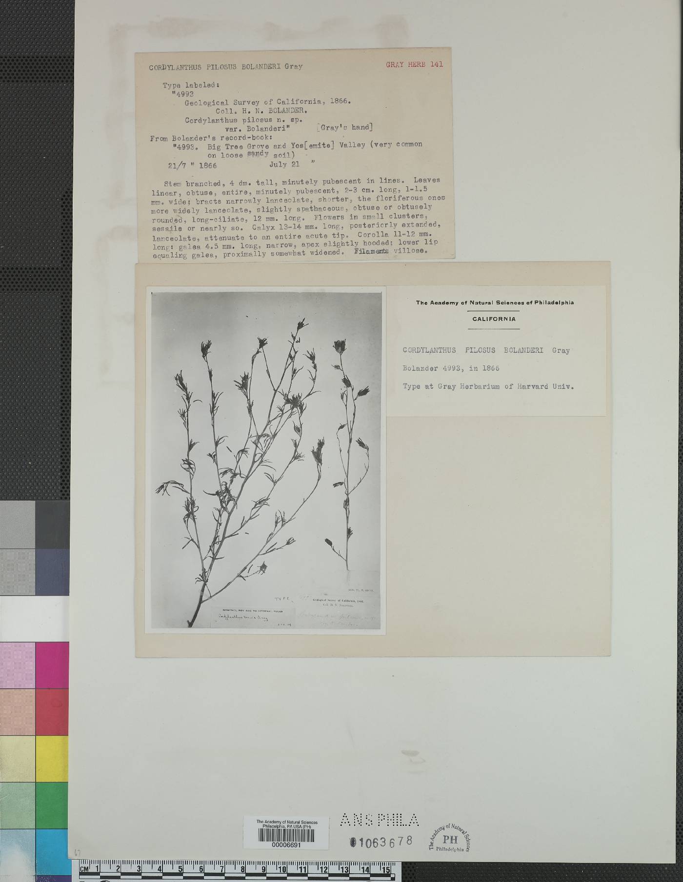 Cordylanthus pilosus subsp. bolanderi image