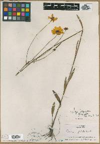 Coreopsis gladiata image